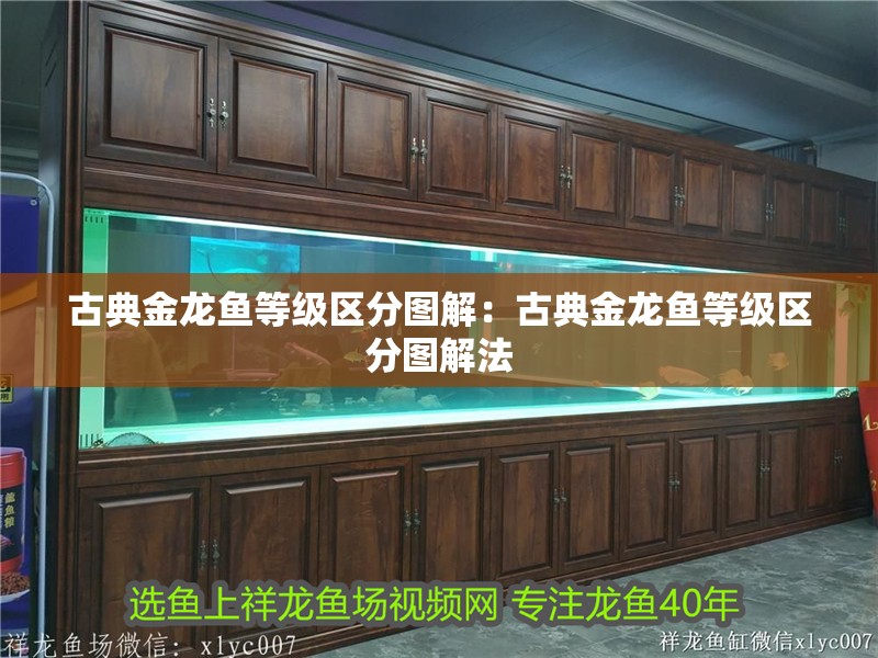 古典金龍魚等級區(qū)分圖解：古典金龍魚等級區(qū)分圖解法