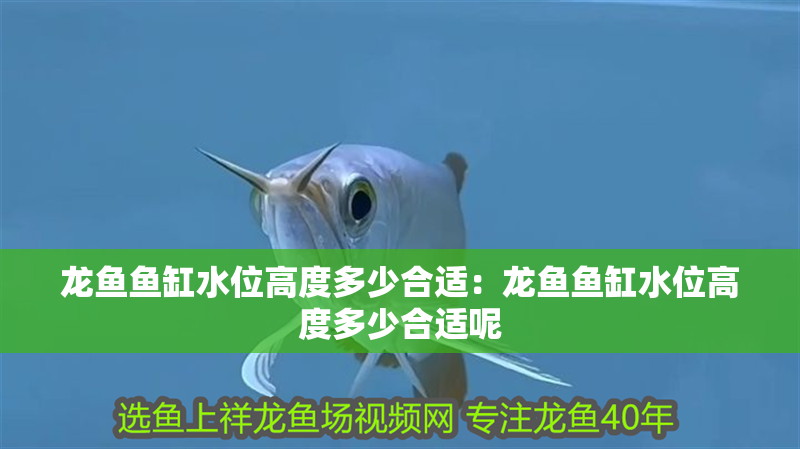 龍魚魚缸水位高度多少合適：龍魚魚缸水位高度多少合適呢