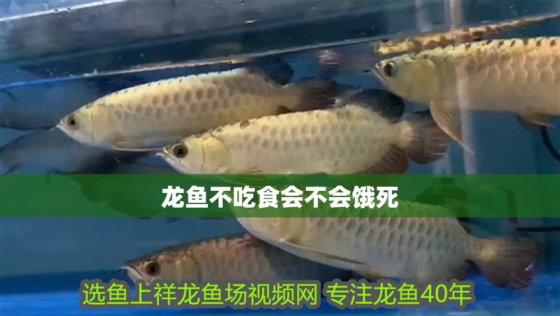 龍魚不吃食會不會餓死