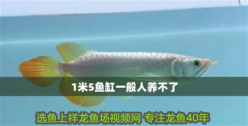 1米5魚缸一般人養不了