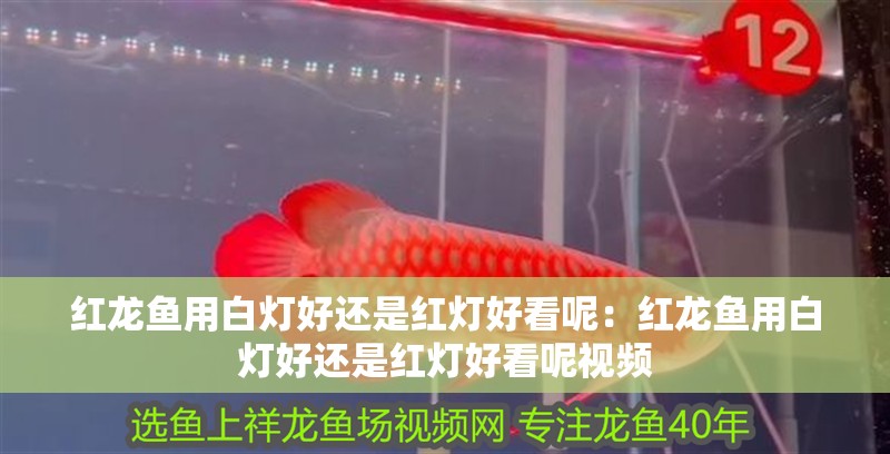 紅龍魚用白燈好還是紅燈好看呢:紅龍魚用白燈好還是紅燈好看呢視頻 水族問答 紅龍魚用白燈好還是紅燈好看呢:紅龍魚用白燈好還是紅燈好看呢視頻 紅龍魚用白燈好還是紅燈好看呢:紅龍魚用白燈好還是紅燈好看呢視頻 水族問答