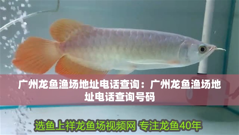廣州龍魚漁場地址電話查詢：廣州龍魚漁場地址電話查詢號碼