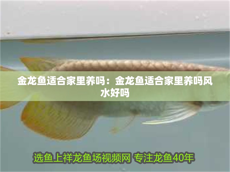 金龍魚適合家里養嗎：金龍魚適合家里養嗎風水好嗎