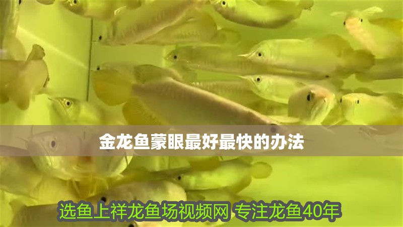 金龍魚蒙眼最好最快的辦法