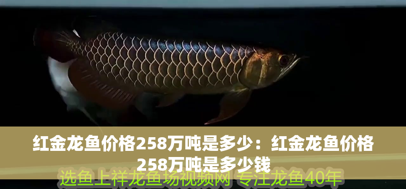 紅金龍魚價格258萬噸是多少：紅金龍魚價格258萬噸是多少錢