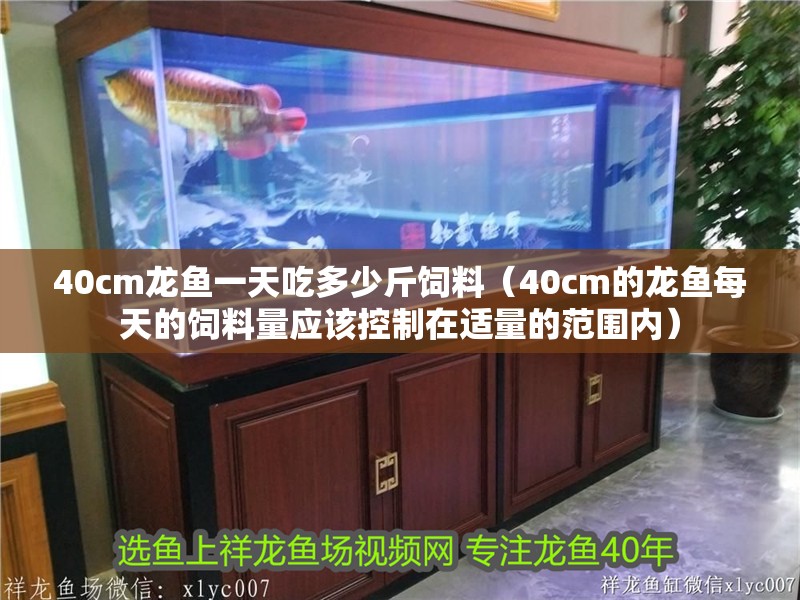 40cm龍魚一天吃多少斤飼料（40cm的龍魚每天的飼料量應(yīng)該控制在適量的范圍內(nèi)）