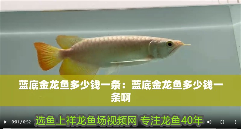 藍底金龍魚多少錢一條：藍底金龍魚多少錢一條啊