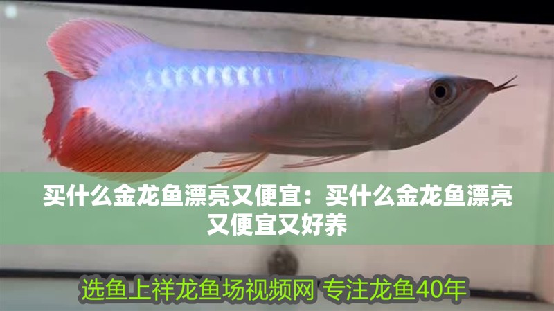 買什么金龍魚漂亮又便宜：買什么金龍魚漂亮又便宜又好養(yǎng)