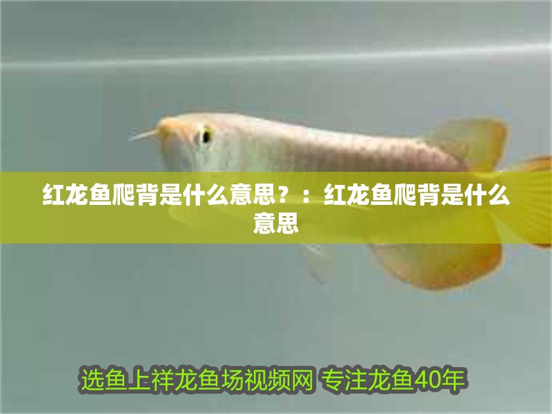 紅龍魚爬背是什么意思？：紅龍魚爬背是什么意思