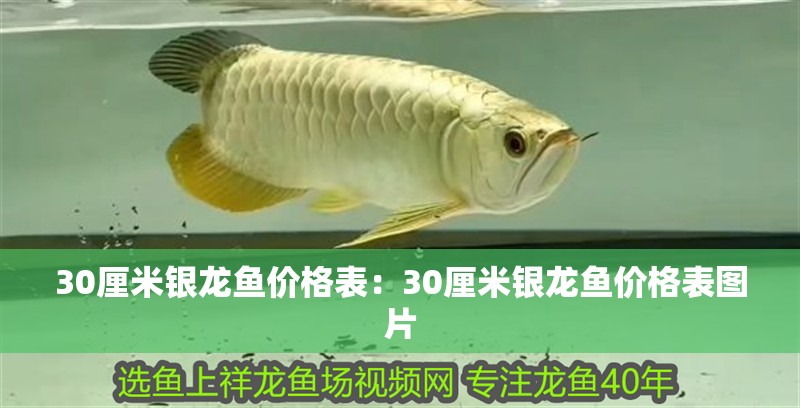 30厘米銀龍魚價格表：30厘米銀龍魚價格表圖片