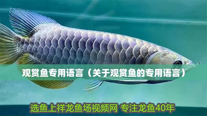 觀賞魚專用語言（關于觀賞魚的專用語言）