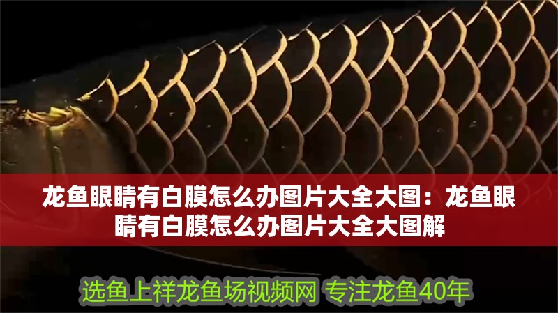 龍魚眼睛有白膜怎么辦圖片大全大圖：龍魚眼睛有白膜怎么辦圖片大全大圖解