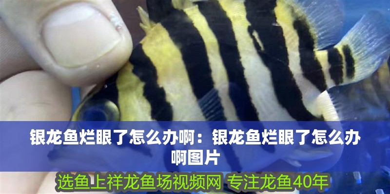 銀龍魚爛眼了怎么辦啊：銀龍魚爛眼了怎么辦啊圖片