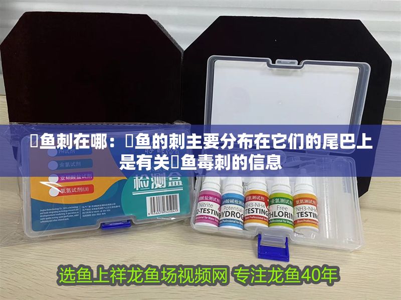 魟魚刺在哪：魟魚的刺主要分布在它們的尾巴上是有關(guān)魟魚毒刺的信息