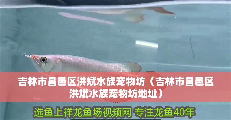 吉林市昌邑區洪斌水族寵物坊(吉林市昌邑區洪斌水族寵物坊地址) 全國水族館企業名錄 第1張 吉林市昌邑區洪斌水族寵物坊(吉林市昌邑區洪斌水族寵物坊地址) 吉林市昌邑區洪斌水族寵物坊(吉林市昌邑區洪斌水族寵物坊地址) 全國水族館企業名錄 第1張
