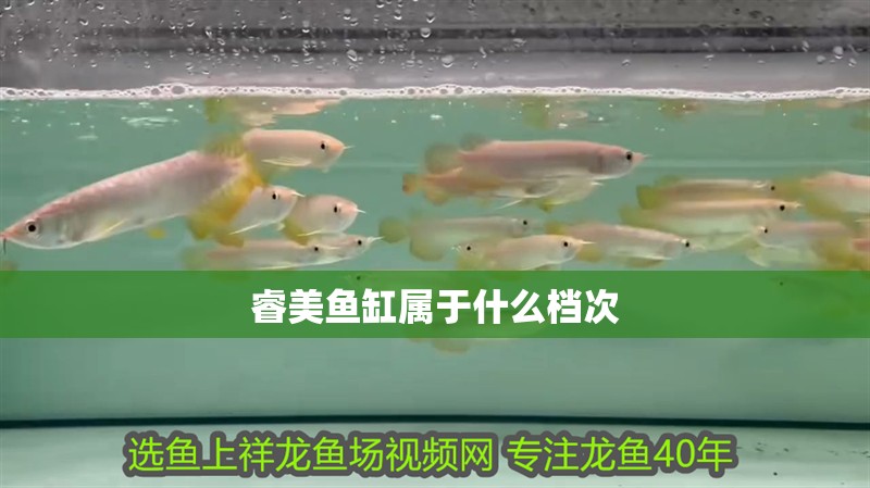 睿美魚缸屬于什么檔次