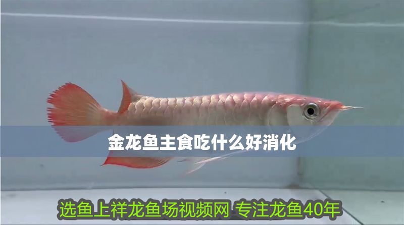 金龍魚主食吃什么好消化