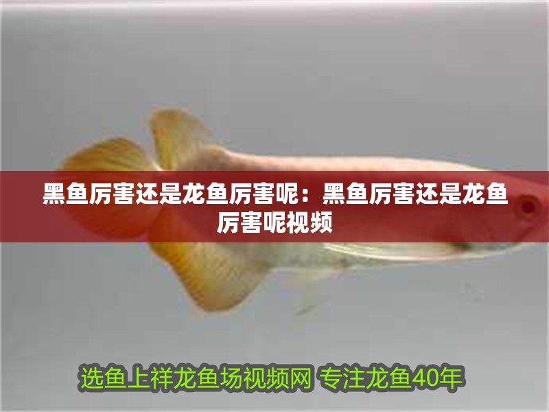 黑魚厲害還是龍魚厲害呢：黑魚厲害還是龍魚厲害呢視頻