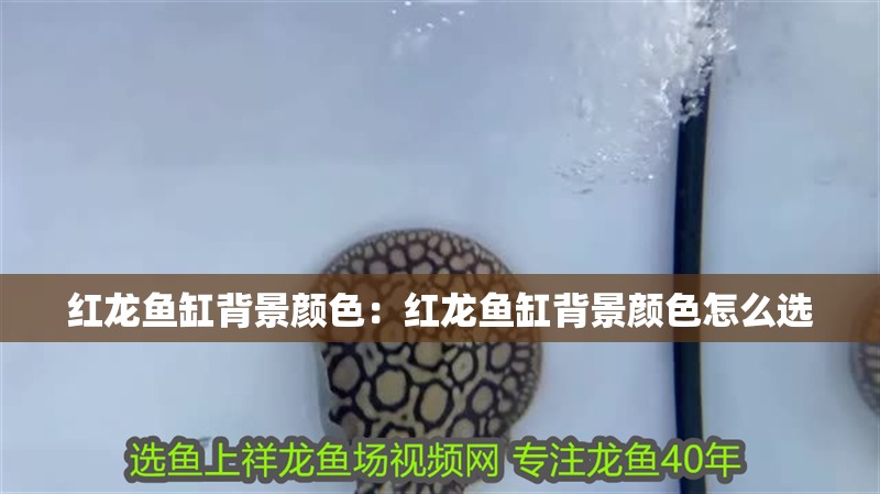 紅龍魚缸背景顏色：紅龍魚缸背景顏色怎么選