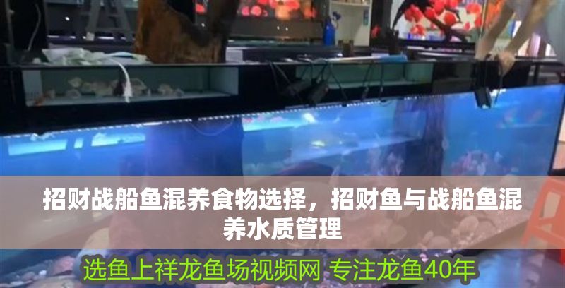 招財戰船魚混養食物選擇，招財魚與戰船魚混養水質管理 招財戰船魚混養食物選擇，招財魚與戰船魚混養水質管理 虎魚百科 第2張