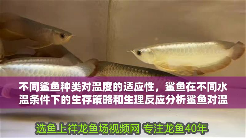 不同鯊魚種類對溫度的適應性，鯊魚在不同水溫條件下的生存策略和生理反應分析鯊魚對溫度的影響
