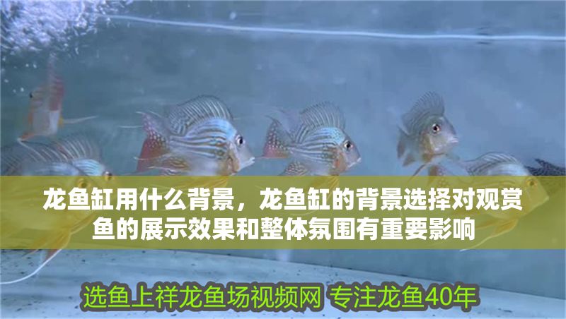 龍魚缸用什么背景，龍魚缸的背景選擇對觀賞魚的展示效果和整體氛圍有重要影響