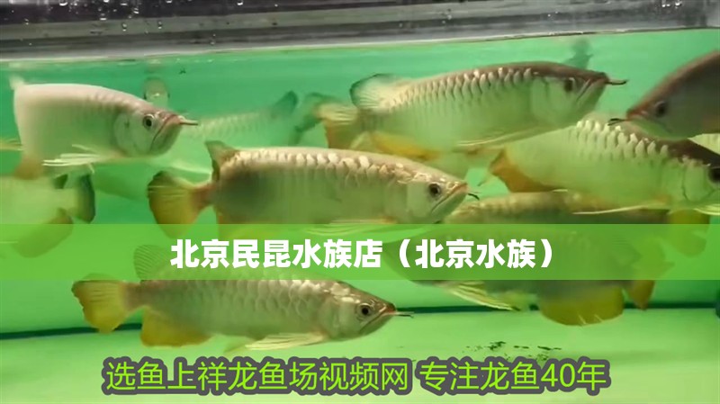 北京民昆水族店（北京水族）