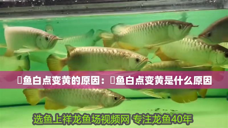 魟魚白點(diǎn)變黃的原因：魟魚白點(diǎn)變黃是什么原因