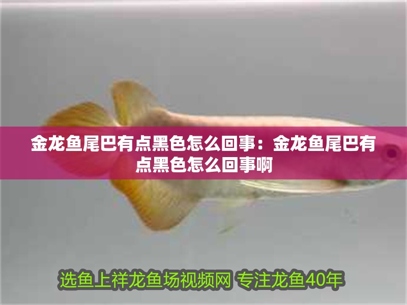 金龍魚尾巴有點黑色怎么回事：金龍魚尾巴有點黑色怎么回事啊