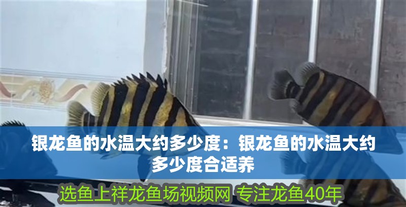 銀龍魚的水溫大約多少度：銀龍魚的水溫大約多少度合適養