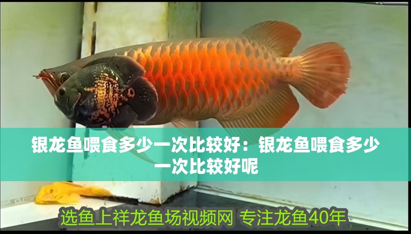 銀龍魚喂食多少一次比較好：銀龍魚喂食多少一次比較好呢