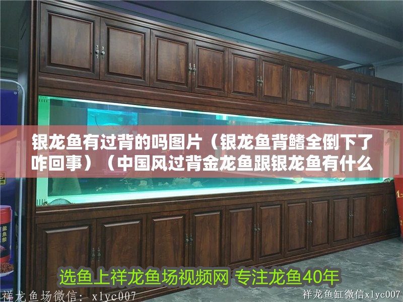 銀龍魚有過背的嗎圖片（銀龍魚背鰭全倒下了咋回事）（中國風過背金龍魚跟銀龍魚有什么區別，中國風過背辯別方法）