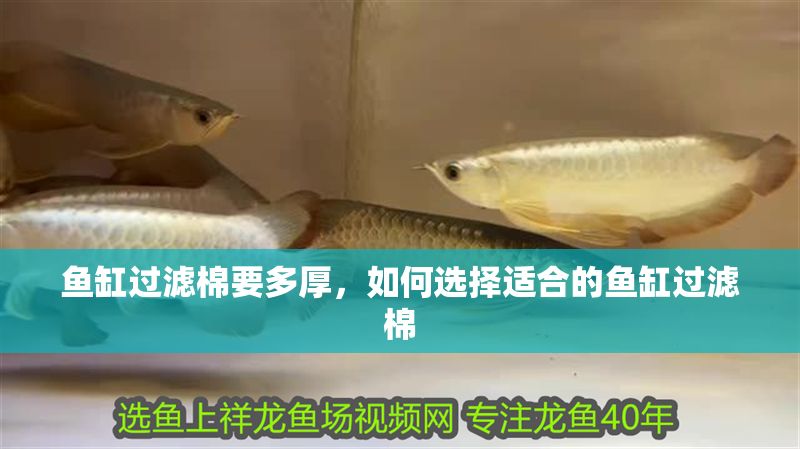 魚缸過濾棉要多厚，如何選擇適合的魚缸過濾棉