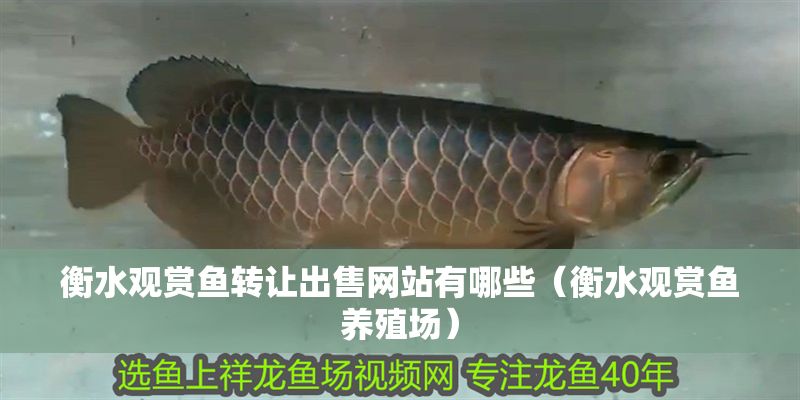 衡水觀賞魚轉讓出售網站有哪些（衡水觀賞魚養殖場）