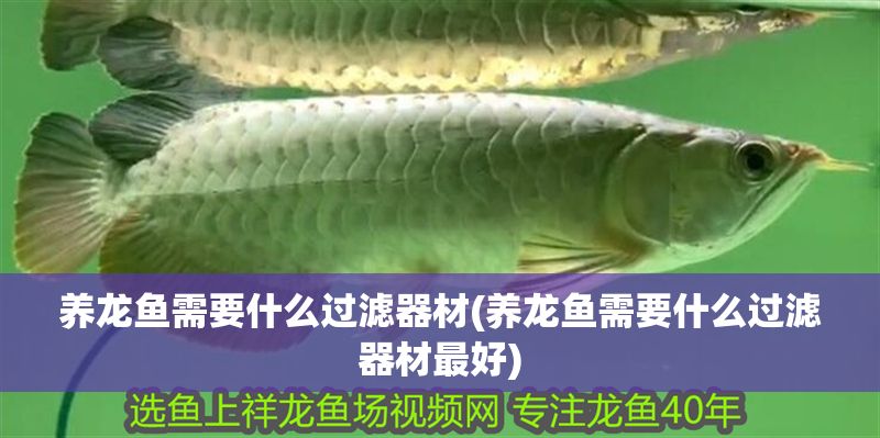 養龍魚需要什么過濾器材(養龍魚需要什么過濾器材最好)