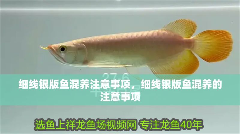 細(xì)線銀版魚混養(yǎng)注意事項，細(xì)線銀版魚混養(yǎng)的注意事項