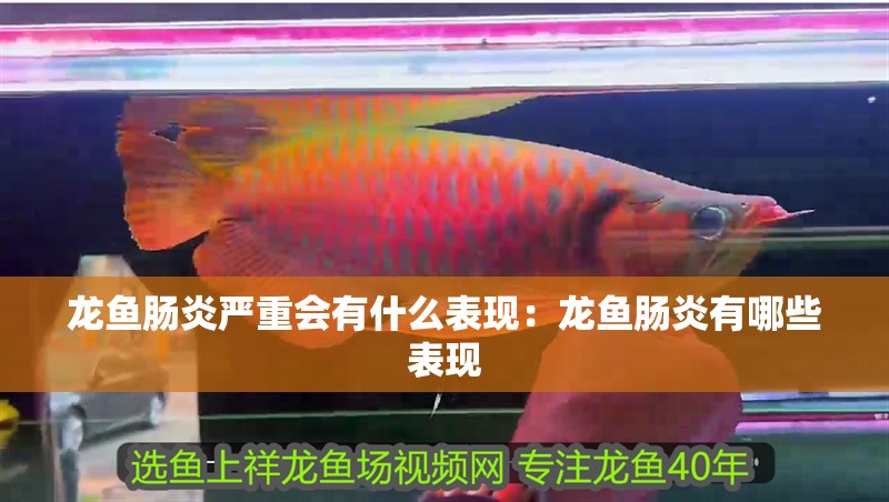 龍魚腸炎嚴重會有什么表現：龍魚腸炎有哪些表現