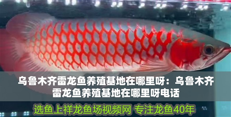 烏魯木齊雷龍魚養(yǎng)殖基地在哪里呀：烏魯木齊雷龍魚養(yǎng)殖基地在哪里呀電話