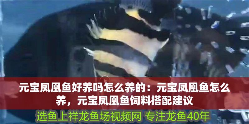 元寶鳳凰魚好養嗎怎么養的：元寶鳳凰魚怎么養，元寶鳳凰魚飼料搭配建議