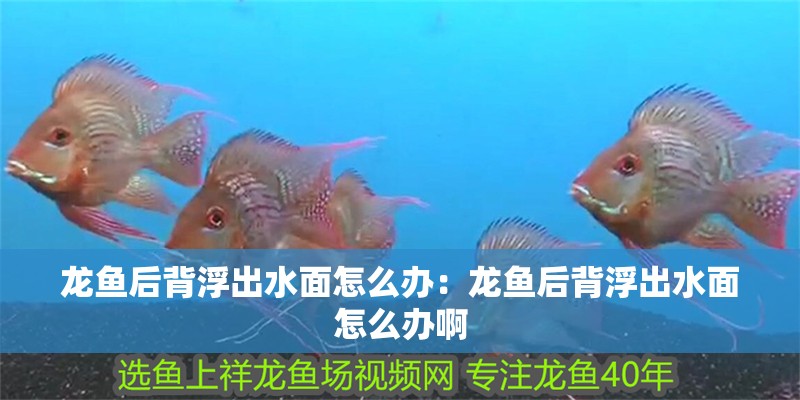 龍魚后背浮出水面怎么辦：龍魚后背浮出水面怎么辦啊