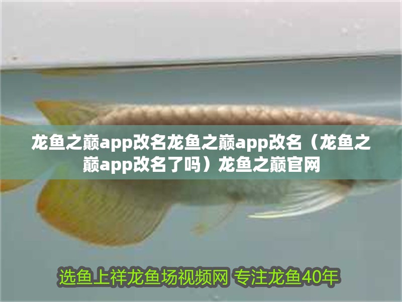 龍魚之巔app改名龍魚之巔app改名（龍魚之巔app改名了嗎）龍魚之巔官網(wǎng)