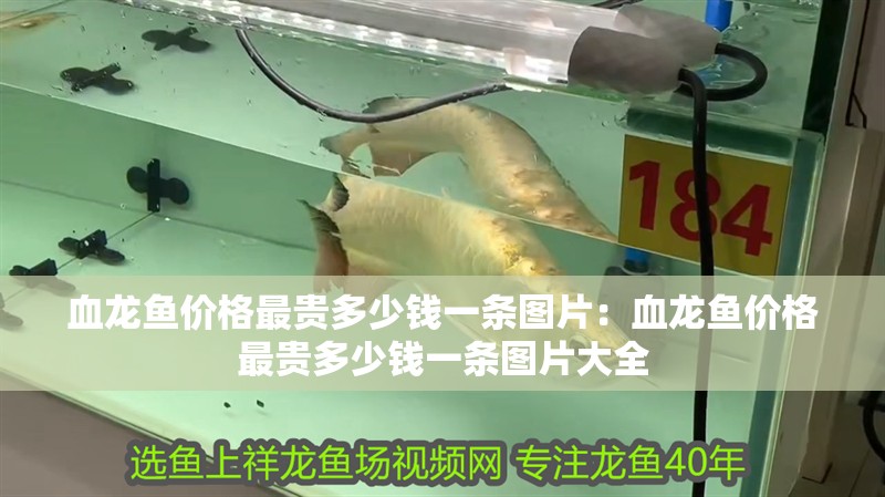 血龍魚價(jià)格最貴多少錢一條圖片：血龍魚價(jià)格最貴多少錢一條圖片大全