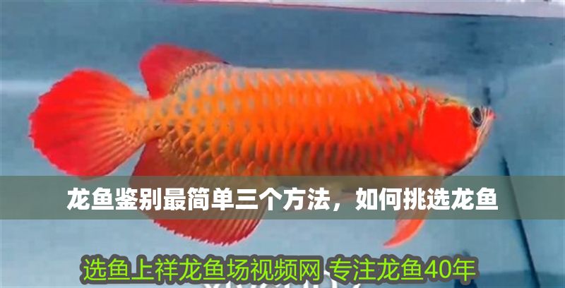 龍魚鑒別最簡單三個方法，如何挑選龍魚