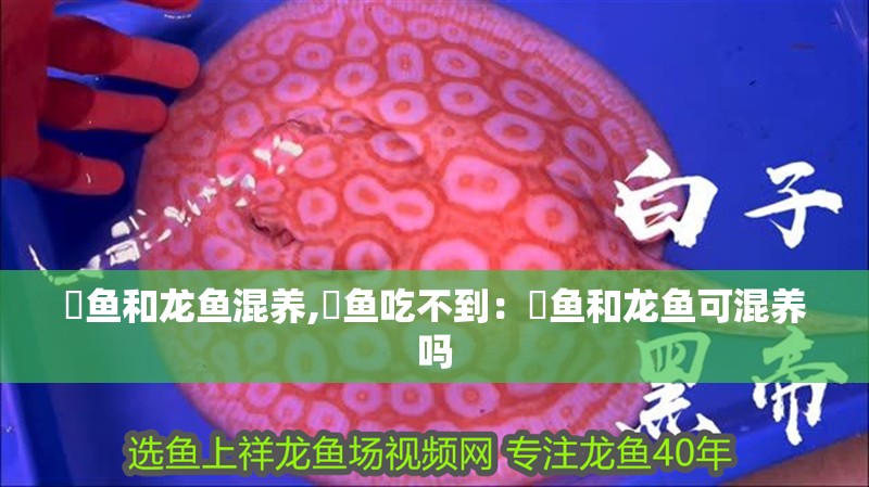 魟魚和龍魚混養,魟魚吃不到：魟魚和龍魚可混養嗎
