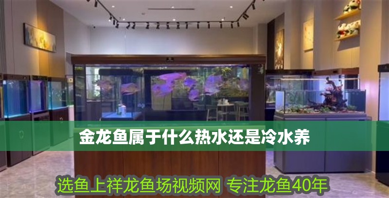 金龍魚屬于什么熱水還是冷水養