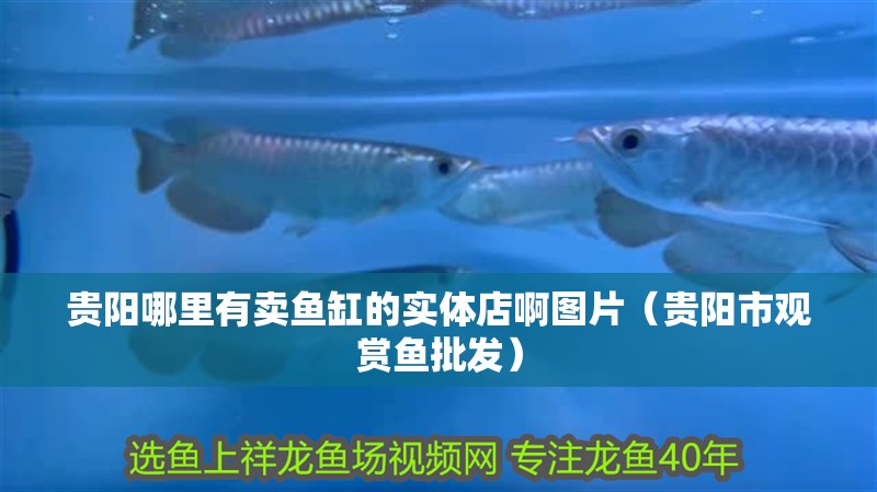 貴陽哪里有賣魚缸的實體店啊圖片（貴陽市觀賞魚批發）