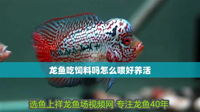 龍魚吃飼料嗎怎么喂好養(yǎng)活