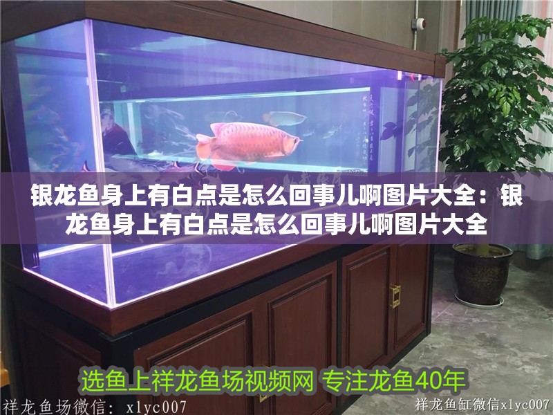銀龍魚身上有白點是怎么回事兒啊圖片大全：銀龍魚身上有白點是怎么回事兒啊圖片大全