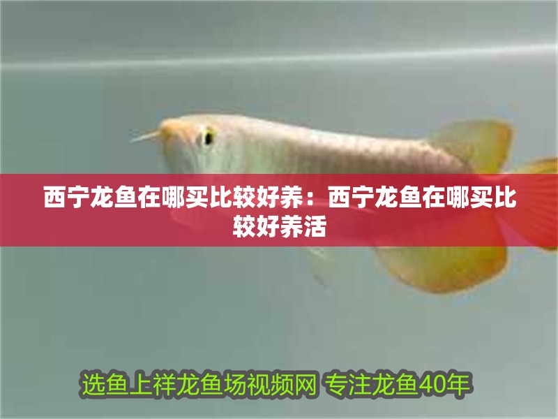 西寧龍魚在哪買比較好養：西寧龍魚在哪買比較好養活