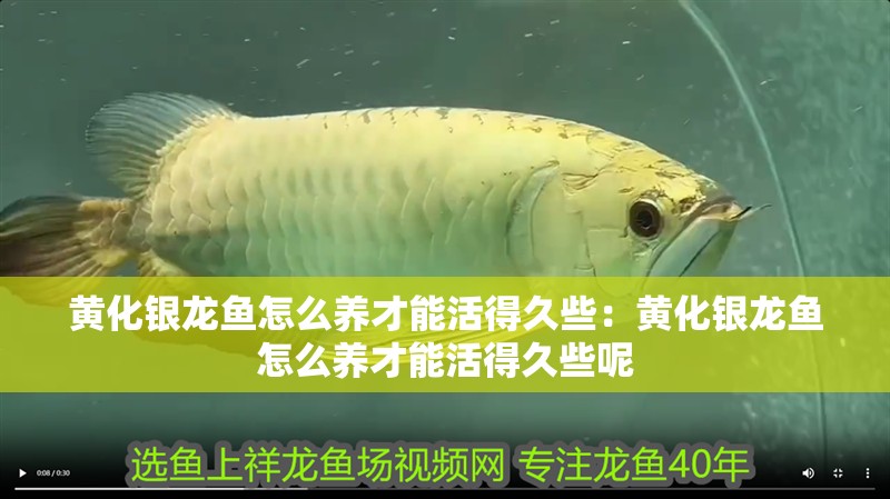 黃化銀龍魚怎么養才能活得久些：黃化銀龍魚怎么養才能活得久些呢